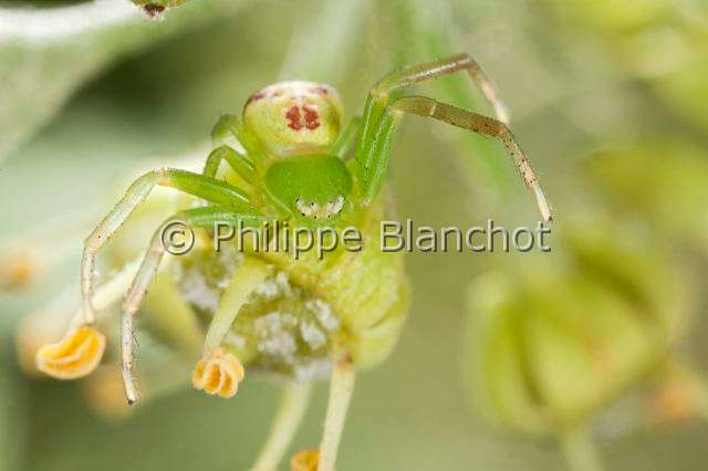 Thomisidae_MG_0495.JPG - France, Araneae, Thomisidae, Araignée-crabe ou Thomise (Misumenops tricuspidatus), Crab spider